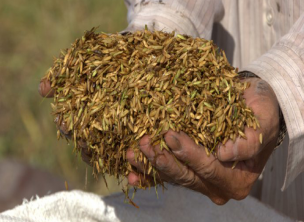 Humus de cáscara arroz, un fertilizante orgánico que duplica la producción de cultivos