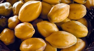 La Serena: cosechas de papaya se reducen a un tercio por efecto del cambio climático