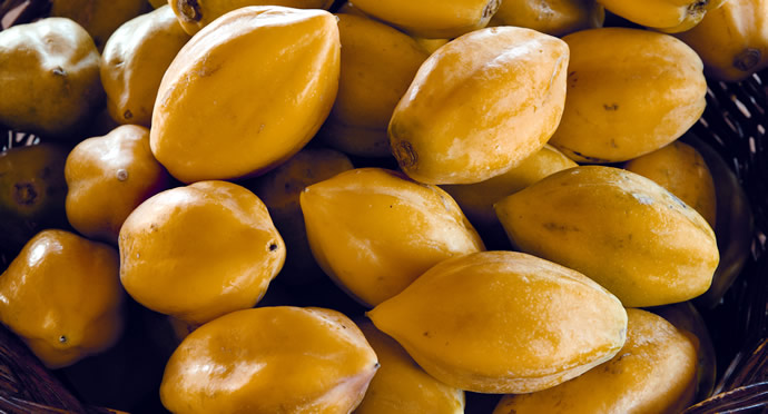 La Serena: cosechas de papaya se reducen a un tercio por efecto del cambio climático