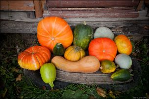 Manejo del cultivo de Cucurbitáceas con potencial exportable