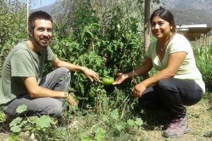 Tomates rosados cultivados en LlayLlay son grito y plata en tienda mundo rural Escuela Militar