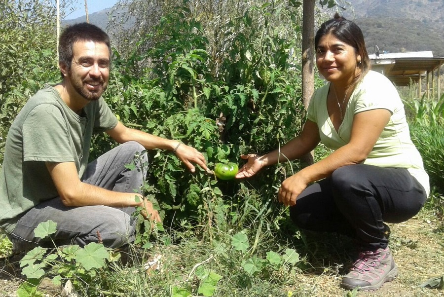 Tomates rosados cultivados en LlayLlay son grito y plata en tienda mundo rural Escuela Militar