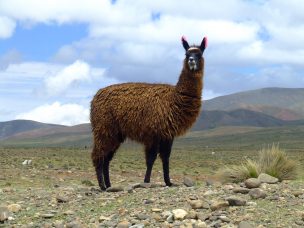 Llamas, una alternativa para los pequeños ganaderos del norte