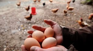 Coliumo instala en San Carlos planta para huevos de gallinas libres