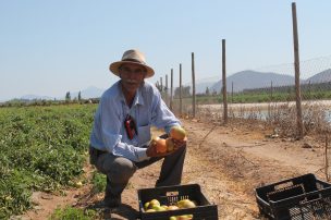 Agricultores de Pan de Azúcar cultivan hortalizas más sanas y con un menor costo de producción