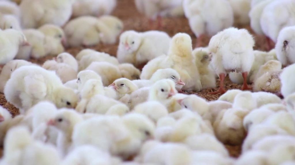 Uso de antibióticos para engordar pollos es en gran parte responsable de la resistencia a estos fármacos