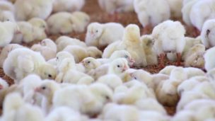 Uso de antibióticos para engordar pollos es en gran parte responsable de la resistencia a estos fármacos