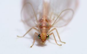 Joven floricultor usa pequeño insecto para controlar plagas sin químicos en Hijuelas