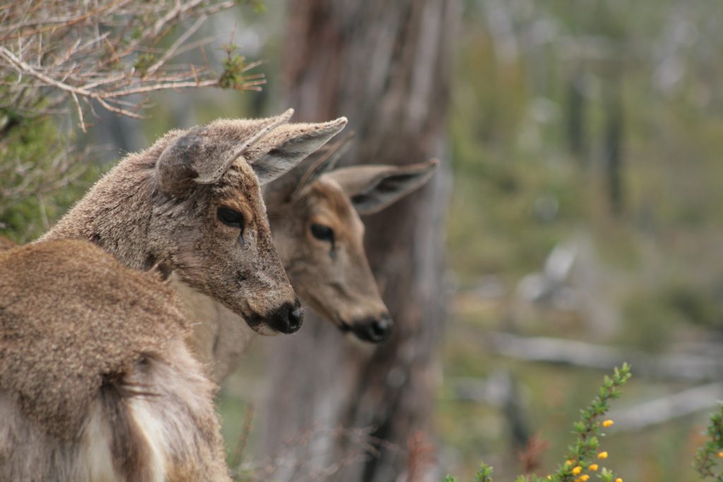 Conaf lucha por supervivencia de huemules enfermos en el parque Cerro Castillo