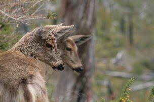 Conaf lucha por supervivencia de huemules enfermos en el parque Cerro Castillo