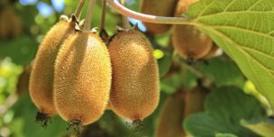 “Lihuen”, la primera variedad chilena de kiwi de pulpa amarilla