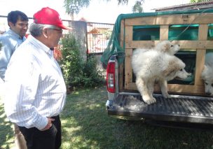 Entregan perros Gran Pirineo a productores del BioBío para proteger rebaños de pumas y cuatreros