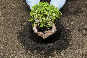 MOP y Agricultura firman convenio para reforestar Áreas Silvestres Protegidas