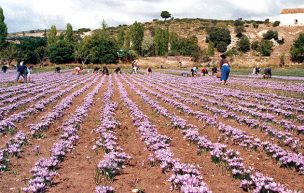 Inédito Cultivo de azafranes en el desierto gracias a proyecto de innovación