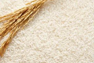 Ensayo confirma alza en rindes de arroz por uso de encalado