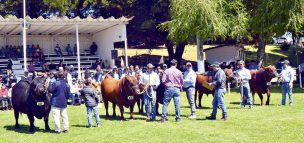 Salud prohíbe exhibir ganado al público por brote de fiebre Q