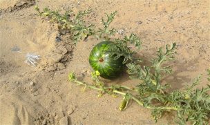 Fuerte alza muestra cultivo de sandías en Antofagasta, en el desierto más árido del mundo