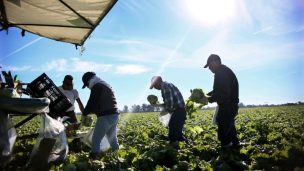 Inmigrantes se suman al “juego” de oferta y demanda en faenas agrícolas de temporada