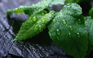 Frutales: cuál es el impacto de las lluvias excesivas en primavera