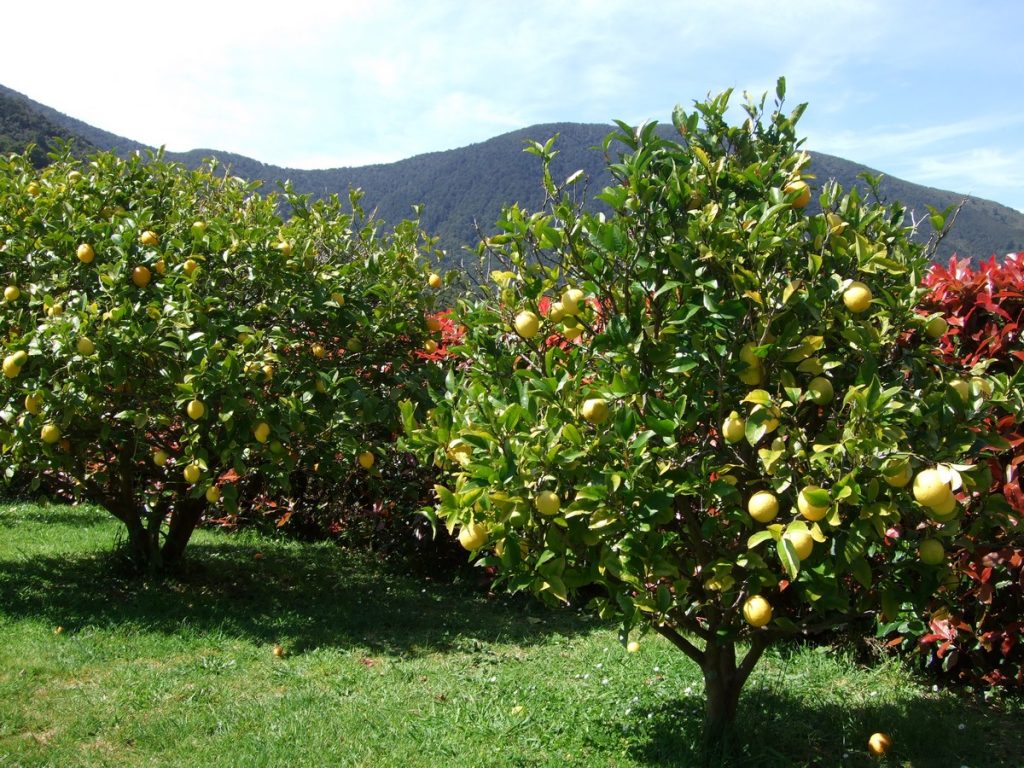 Programa de huertos frutales espera alcanzar una producción récord