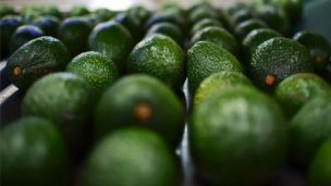 Chile se convierte en principal proveedor de aguacate para China