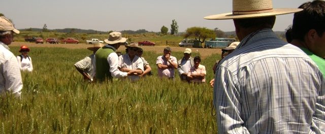 Más de 500 personas asistieron este año al Día de Campo INIA Hidango