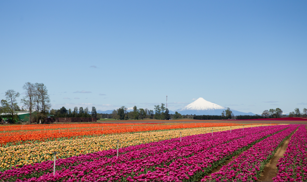 Provincia de Osorno lidera la exportación de bulbos de flores