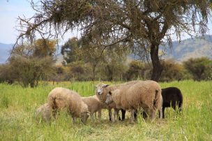 SAG O’Higgins llama a agricultores a postular a los $790 millones para prácticas de emergencia en secano interior y costero