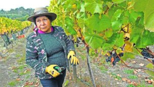 De la mano del vino y del turismo, viña mapuche apuesta por la innovación