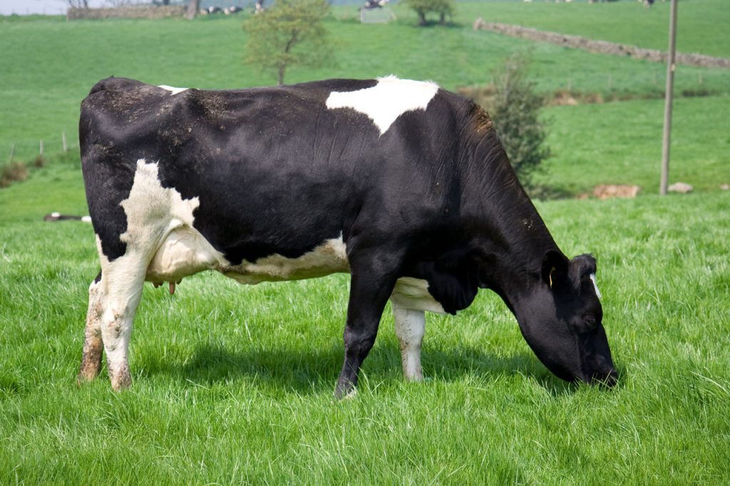 Alto nivel de lluvias asegura suficiente abastecimiento de pasto para agricultura