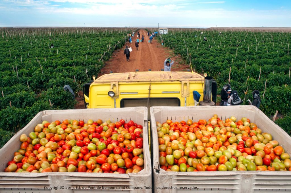 Medición de la productividad para mayor competitividad y sustentabilidad agrícola