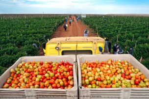 Medición de la productividad para mayor competitividad y sustentabilidad agrícola