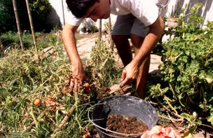 Con éxito se desarrollaron primeros muestreos de desechos agrícolas en 3 provincias de O´Higgins