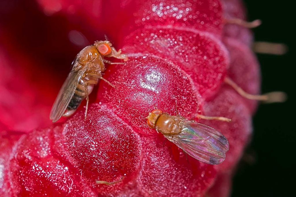 SAG llama a capacitarse para la autorización de terceros en el monitoreo y/o análisis de la plaga Drosophila suzukii