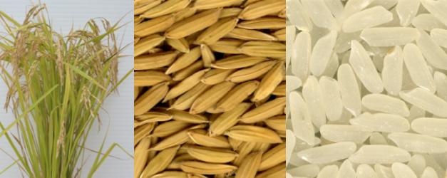 Ejecutan intenso plan de difusión de primera variedad de arroz Clearfield en Chile