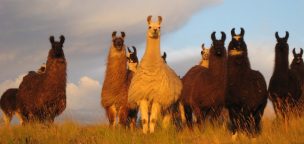 APROVECHAN EL CAMBIO CLIMÁTICO PARA COMBATIR PARÁSITOS QUE AFECTAN A CAMÉLIDOS DEL ALTIPLANO