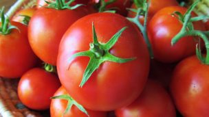 Variedades de tomates promisorias para la Región del Maule mostrará INIA en Día de Campo en Talca