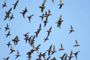 Agricultores preocupados ante plagas de loros que destruyen cultivos