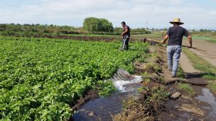 Agricultores, trabajadores del agro y extensionistas del Norte Grande ahondan sobre patrimonio agroalimentario en laboratorio territorial