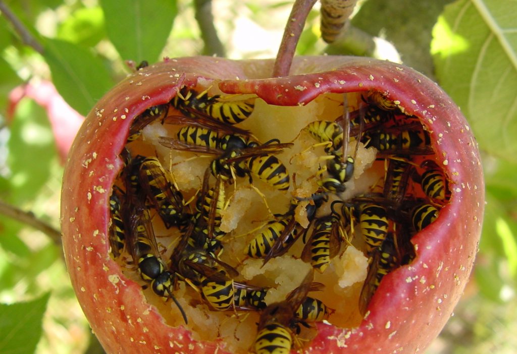 Éstas son las siete especies exóticas invasoras que le generan pérdidas al país por casi US$90 millones al año
