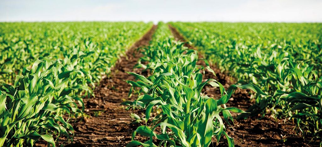 Pese a sequía, cultivos de fruta crecieron un 5,5% en la región