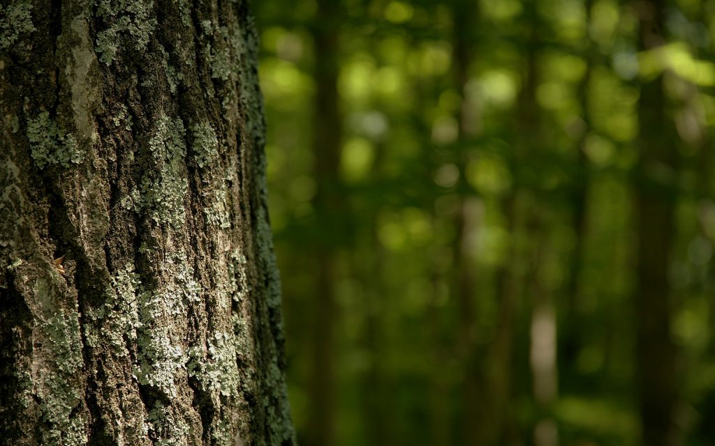 Eguiluz plantea “exención tributaria y subsidio para pequeñas plantaciones forestales” de Región del Biobío