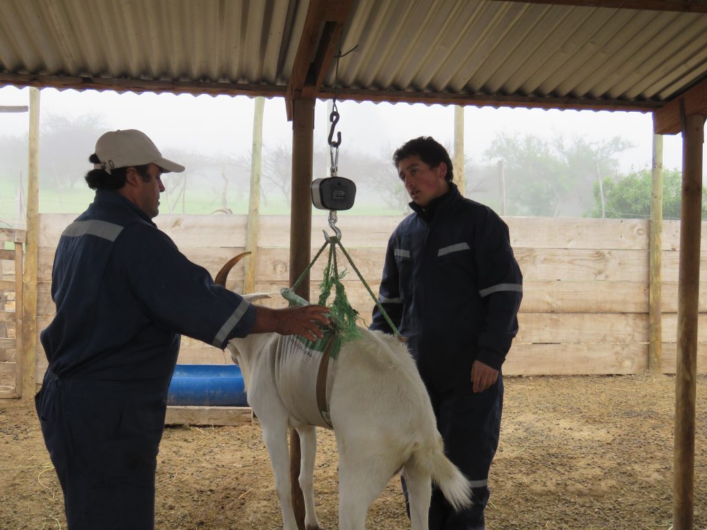 Cabras alimentadas con pellet obtienen más leche y mejor peso
