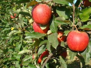 La primera variedad de manzana chilena verá la luz en 2022