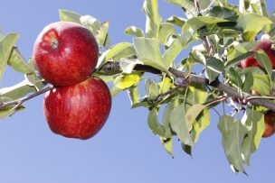 Brazo robótico con visión láser moderniza cosecha de manzanas y uvas en Chile