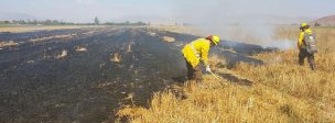 Servicio Nacional Forestal: un paso adelante para la conservación de los bosques de Chile