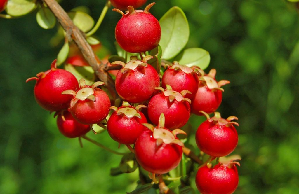 Chile: Los productores ven potencial de exportación en la “perla roja de la Patagonia”