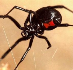 Araña del trigo, peligro en el campo. Cómo reconocer y cuidarse de la “viuda negra”