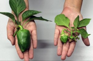 Chilenos crean bioestimulante que hace crecer las frutas hasta el triple