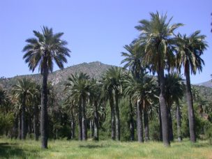 La palma chilena está a pasos de ser declarada en peligro de extinción